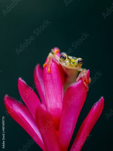 Reticulated Glass Frog - Hyalinobatrachium valerioi, beautiful small green and yellow frog from Central America forests, Costa Rica. photo