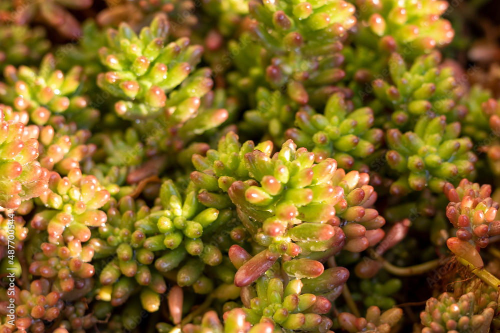Sedum rubrotinctum ornamental plant top view Sedum rubrotinctum ornamental plant top view