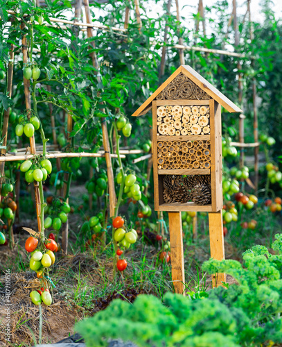 Fotografie Insect hotel disposed amongst tomato and kale shrubs in kitchen garden