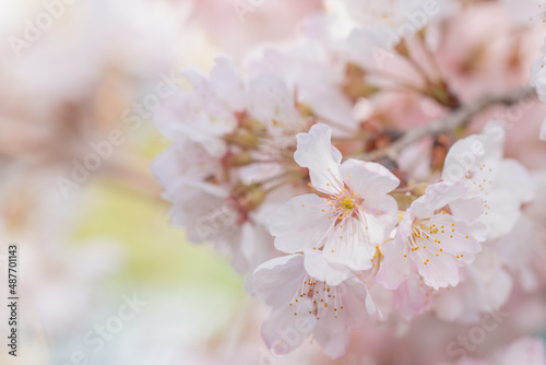 桜の花/サクラ/桜と青空/日本の春の背景画像 