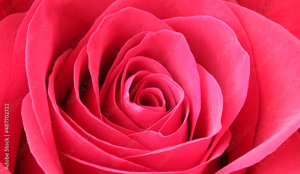 Red rose flower petals. Macro flowers background. Soft focus Red rose flower petals. Macro flowers background. Soft focus