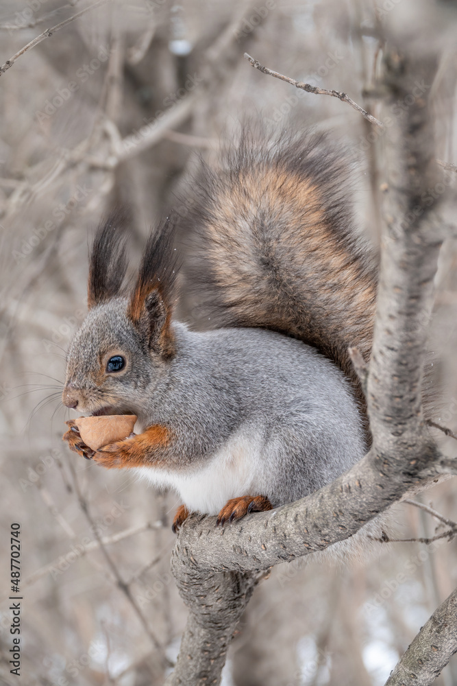 Fototapeta premium The squirrel with nut sits on tree in the winter or late autumn