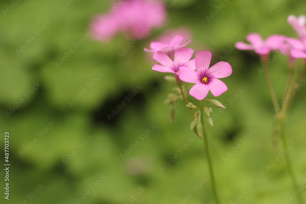 Oxalis Wood Sorrel With Pink Flowers in Garden Oxalis Wood Sorrel With Pink Flowers in Garden
