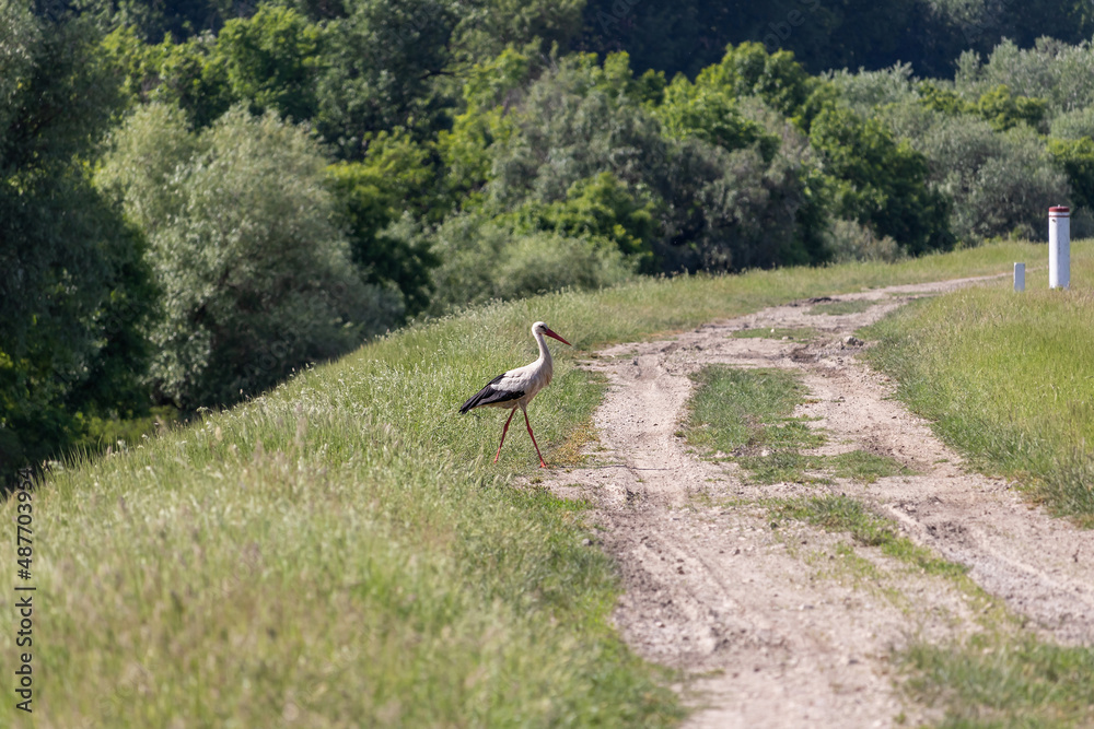 White stork (lat. Ciconia) walks near a dirt road in a countryside area White stork (lat. Ciconia) walks near a dirt road in a countryside area