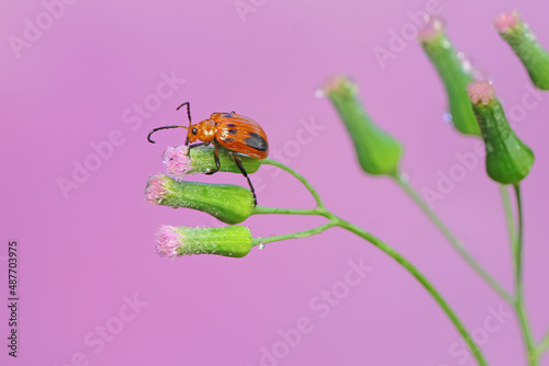 A cucurbit leaf beetle is perching on a wildflower. This insect has the scientific name Aulacophora bicolor.  photo