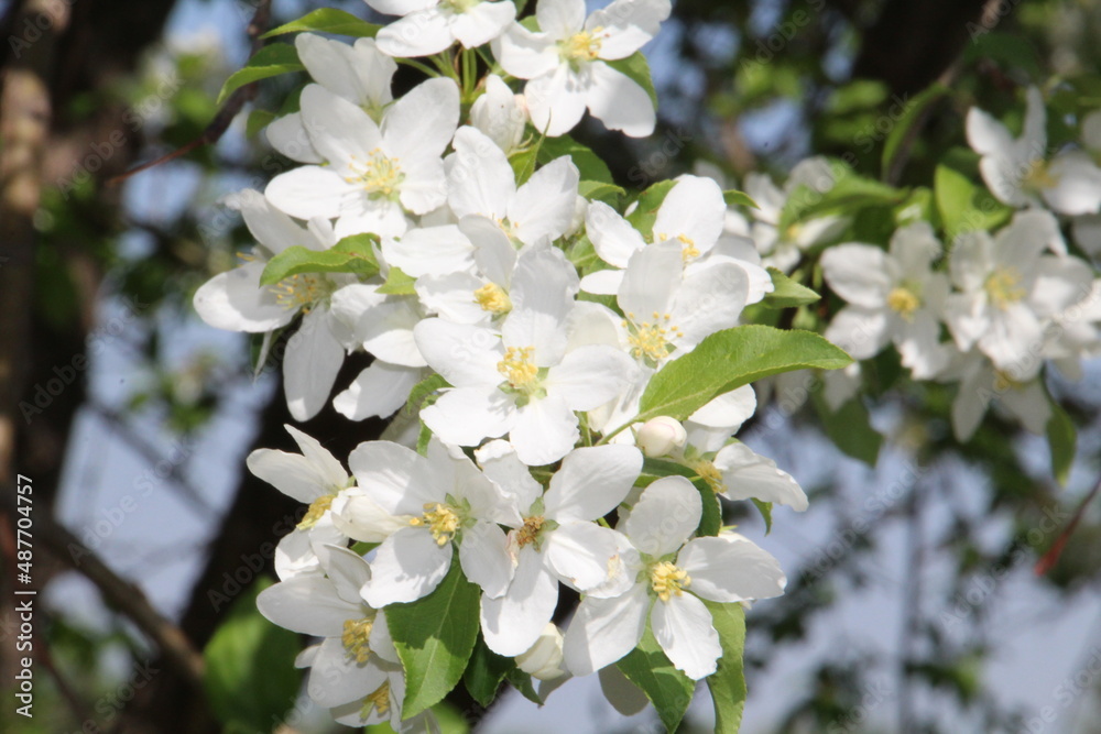 blooming tree blooming tree