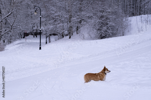 A dog in the snow. Winter in Russia