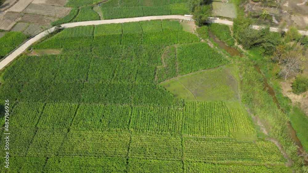 high angle view of corn field, corn plantation area high angle view of corn field, corn plantation area