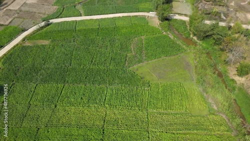 high angle view of corn field, corn plantation area