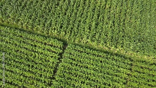 high angle view of corn field, corn plantation area