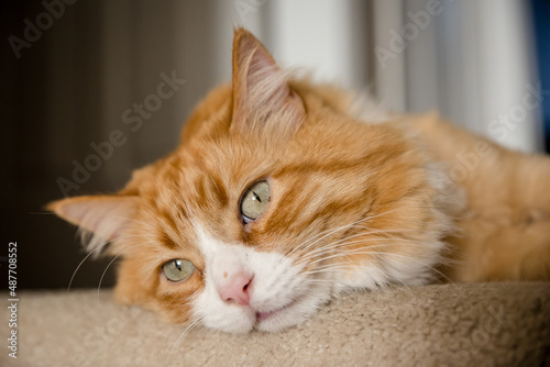 Cute fuzzy orange tabby cat