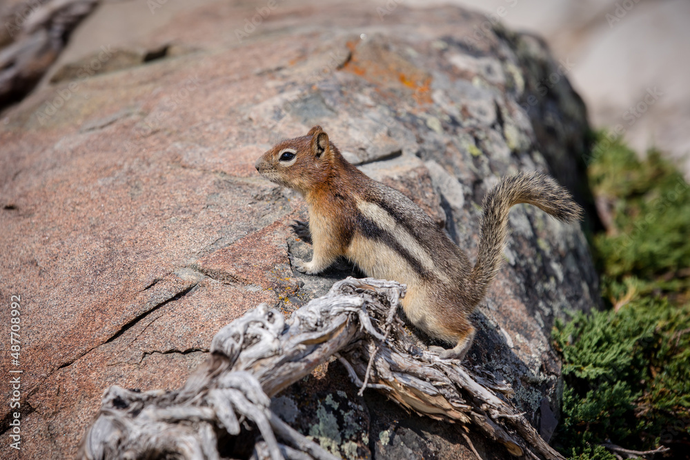 Curious red tailed chipmunk in Waterton, Alberta Curious red tailed chipmunk in Waterton, Alberta