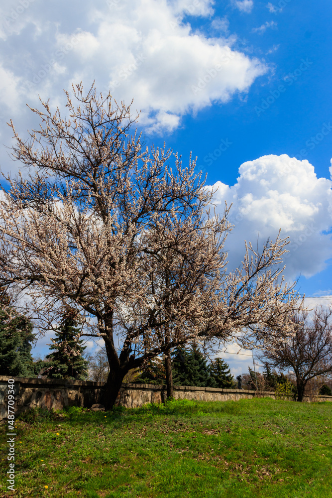 White blossoming apricot tree in park at spring White blossoming apricot tree in park at spring