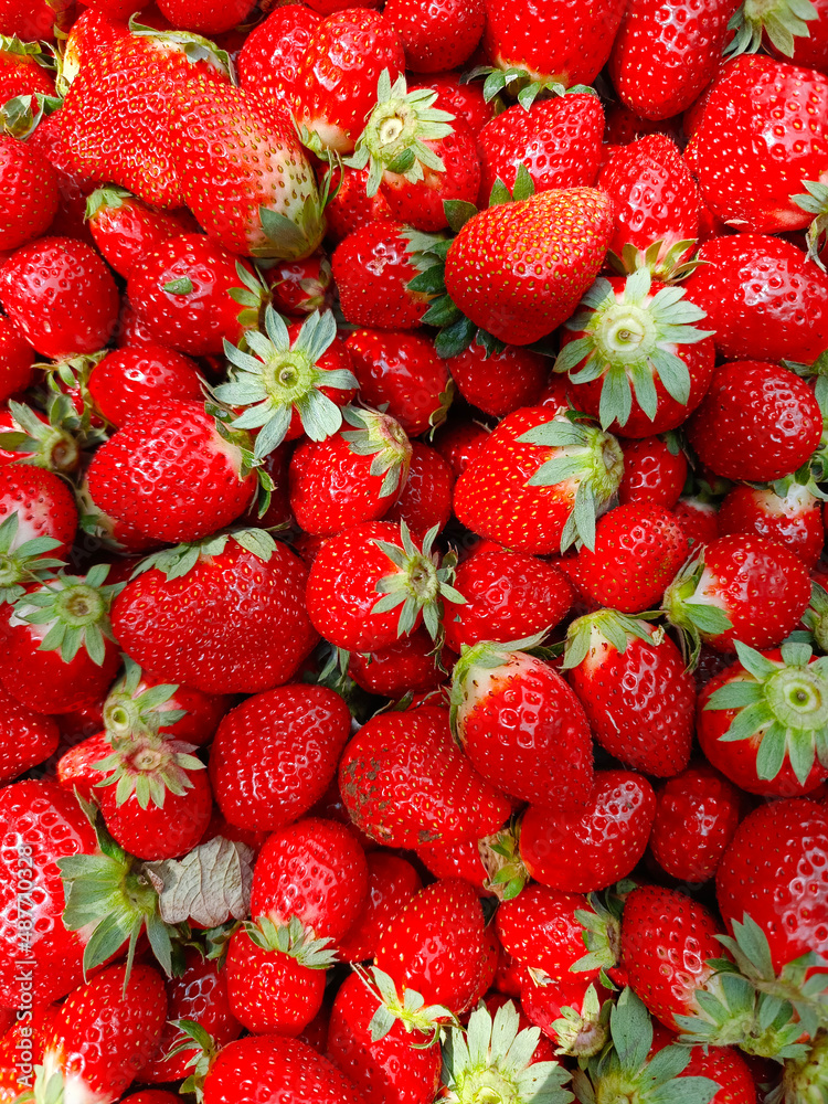 Strawberry field on fruit farm, Fresh ripe organic strawberry Background, Harvesting of fresh ripe big red strawberry fruit Strawberry field on fruit farm, Fresh ripe organic strawberry Background, Harvesting of fresh ripe big red strawberry fruit