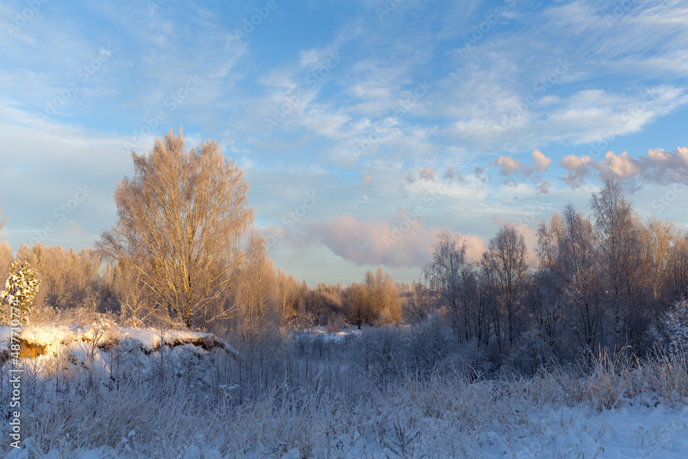 winter landscape with trees and plants winter landscape with trees and plants