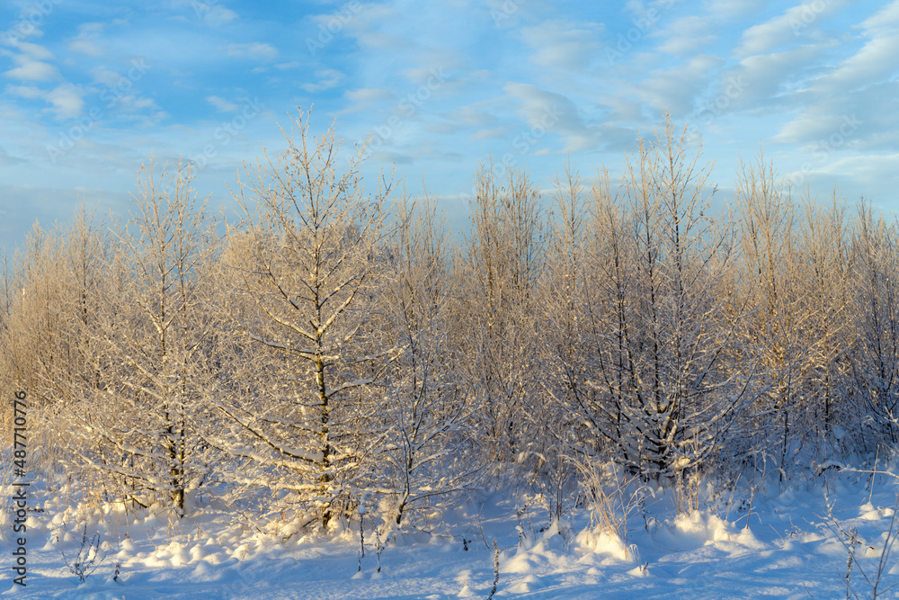 trees under the snow trees under the snow