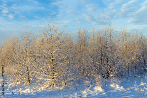 trees under the snow