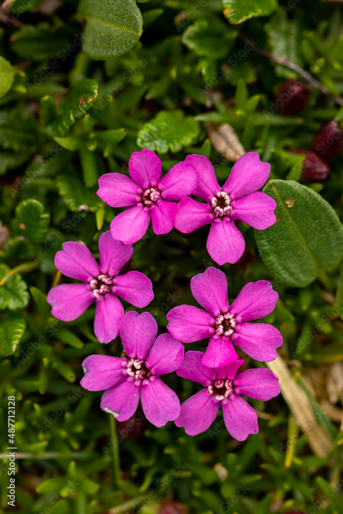 Saponaria ocymoides flower growing in mountains, close up
