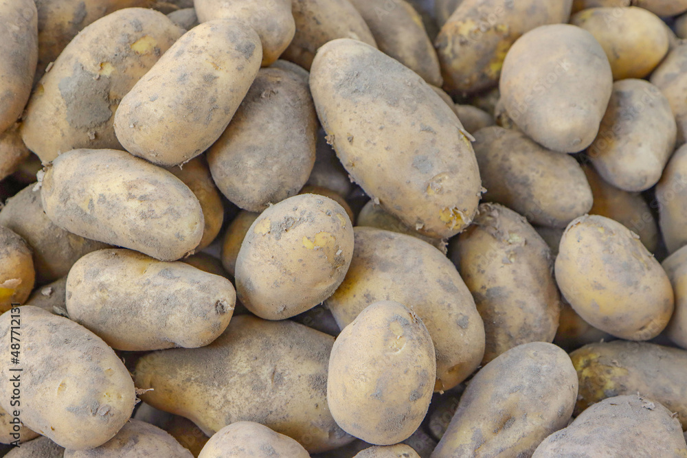 Harvesting potatoes on an agricultural field