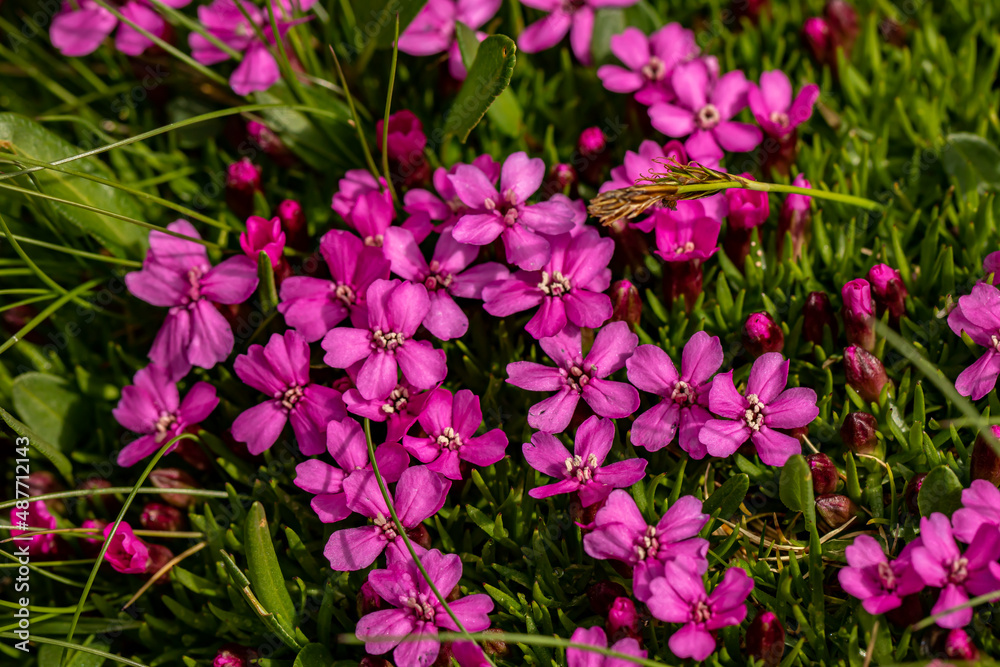 Fototapeta premium Saponaria ocymoides flower growing in mountains, close up shoot