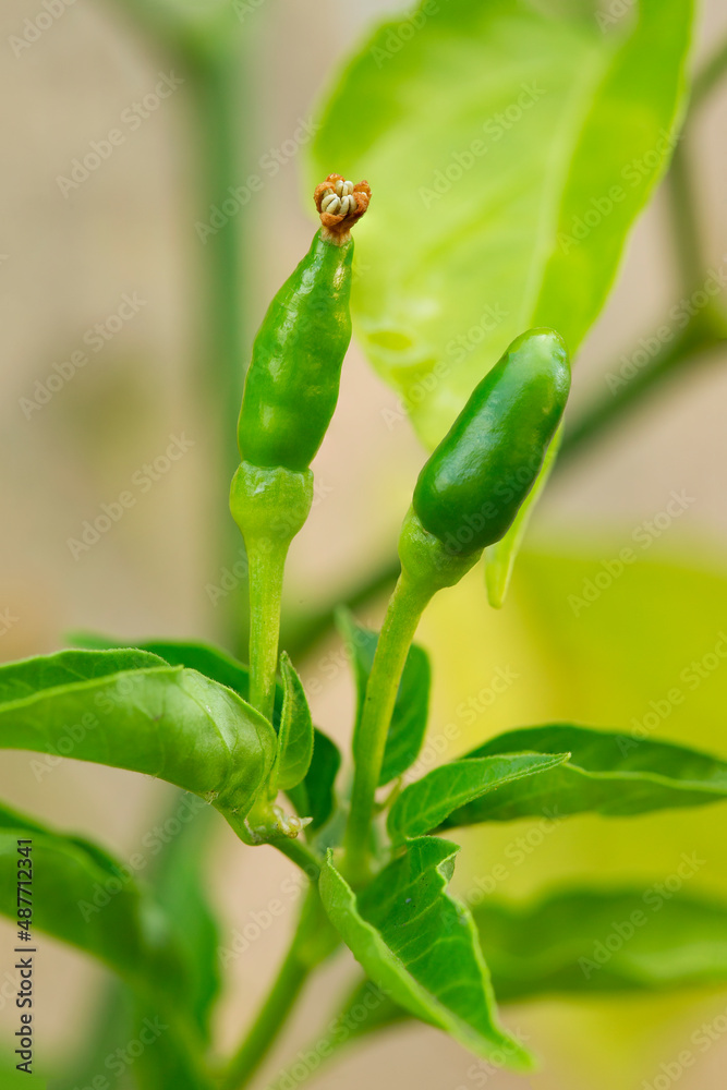 small fresh organic green chillies. small fresh organic green chillies.