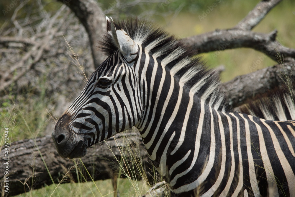 Baby zebra side head photo Baby zebra side head photo