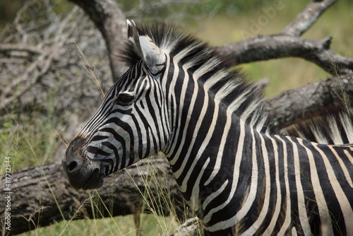Baby zebra side  head photo