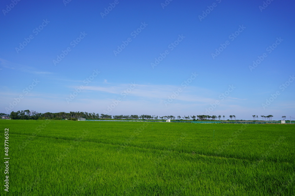 夏の田んぼと青空/The paddy field under the blue sky in summer