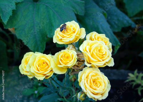 yellow roses  rose flowers  garden flowers  carpet of flowers  background  texture  vegetables  place for text