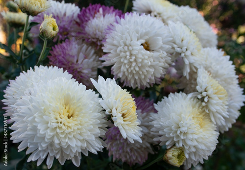 chrysanthemum flowers  garden flowers  carpet of flowers  background  texture  vegetables  place for text