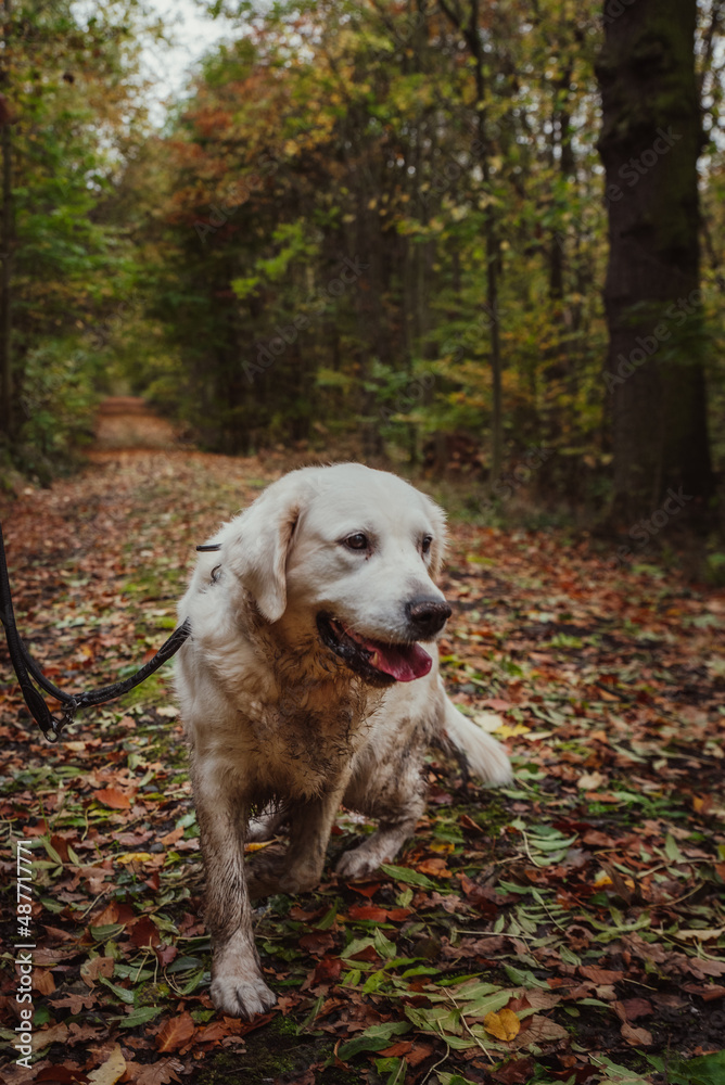 Golden retriever in the park in autumn. Dog in the forest. Portrait of dog in autumn. Golden retriever in the park in autumn. Dog in the forest. Portrait of dog in autumn.