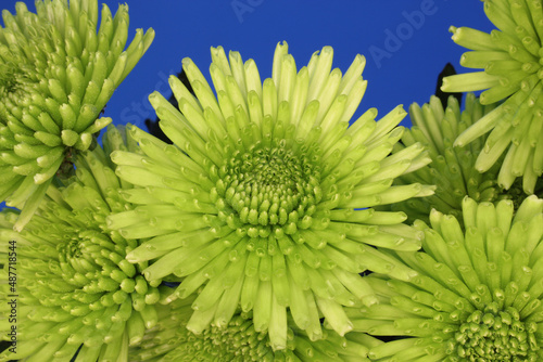 Green Chrysanthemum Bouquet outdoors on Grass With Blue Sky in Background