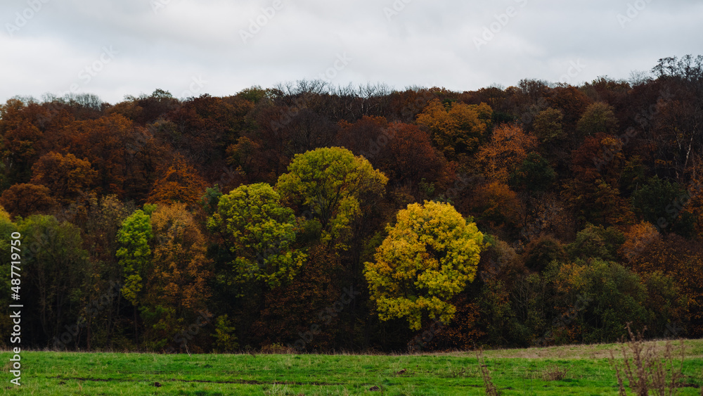 autumn in the forest. autumn landscape with trees. woods in autumn landscape 