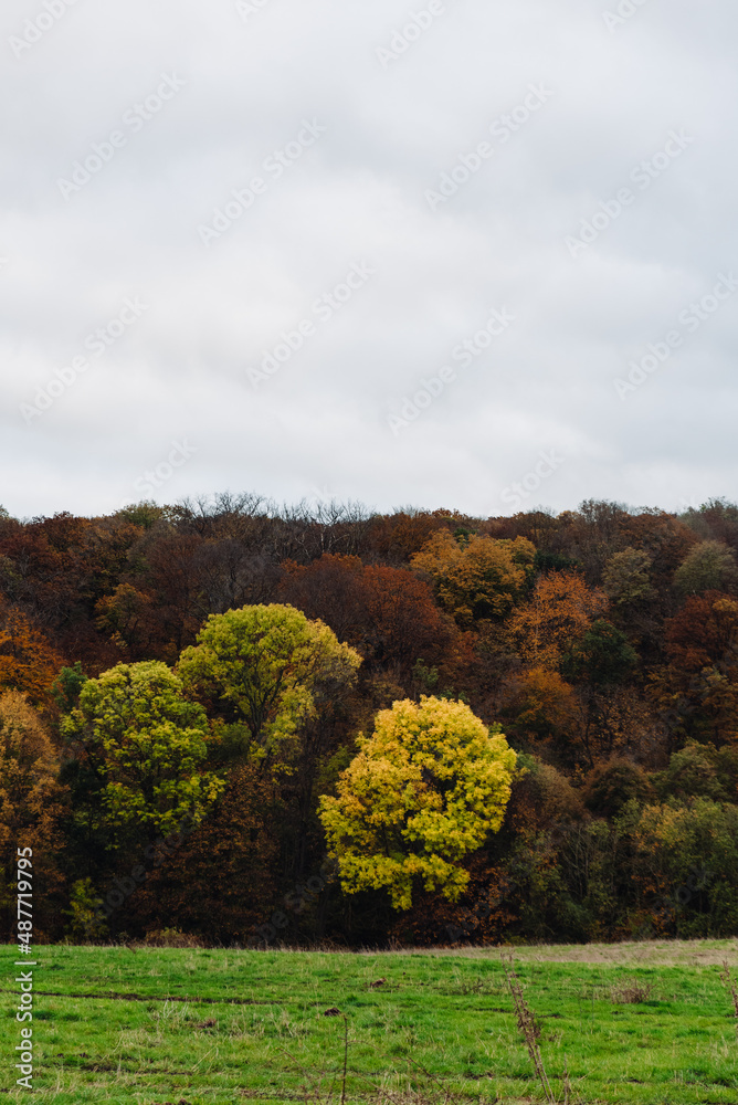 autumn in the forest. autumn landscape with trees. woods in autumn landscape 