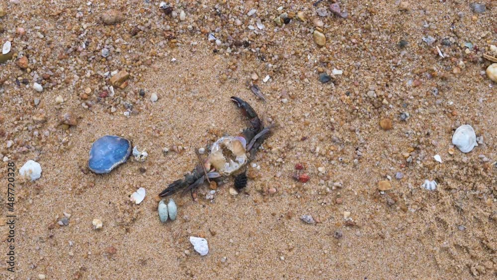 View of eroded seashells and crab laying on the beach sand in Hong Kong. View of eroded seashells and crab laying on the beach sand in Hong Kong.