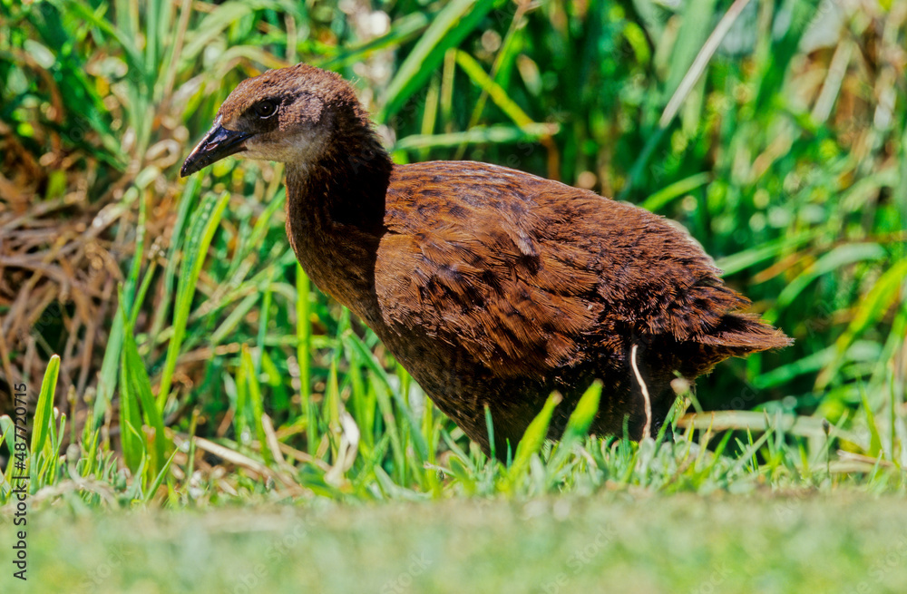 Gallirallus australis Gallirallus australis