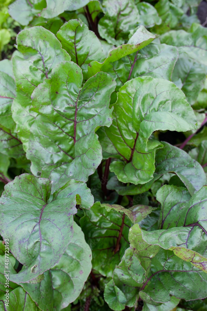 beetroot, beet leaves, garden vegetables, background, texture, place for text beetroot, beet leaves, garden vegetables, background, texture, place for text