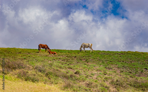 Horses eating on a hill with blue sky  family of horses resting on a hill with clouds and blue sky