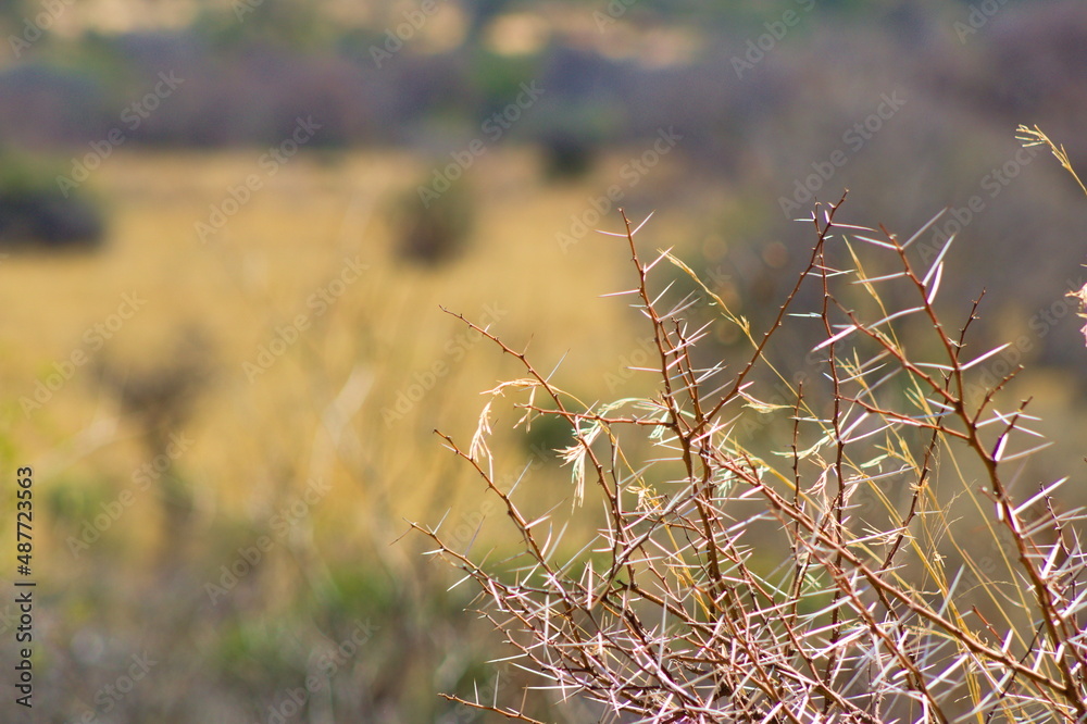 Thornbush Thornbush