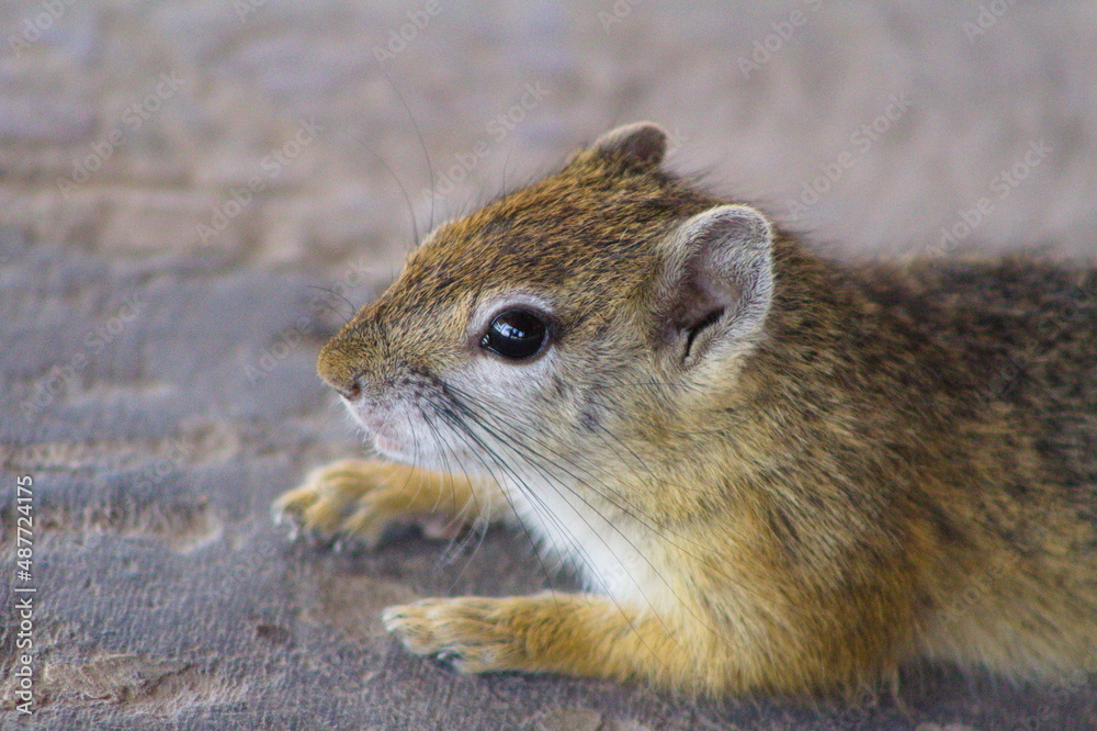 Obraz premium Squirrel close up