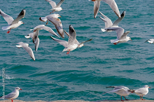 The sea gulls