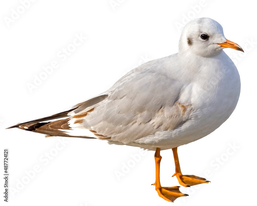 White and grey seagull © AVD