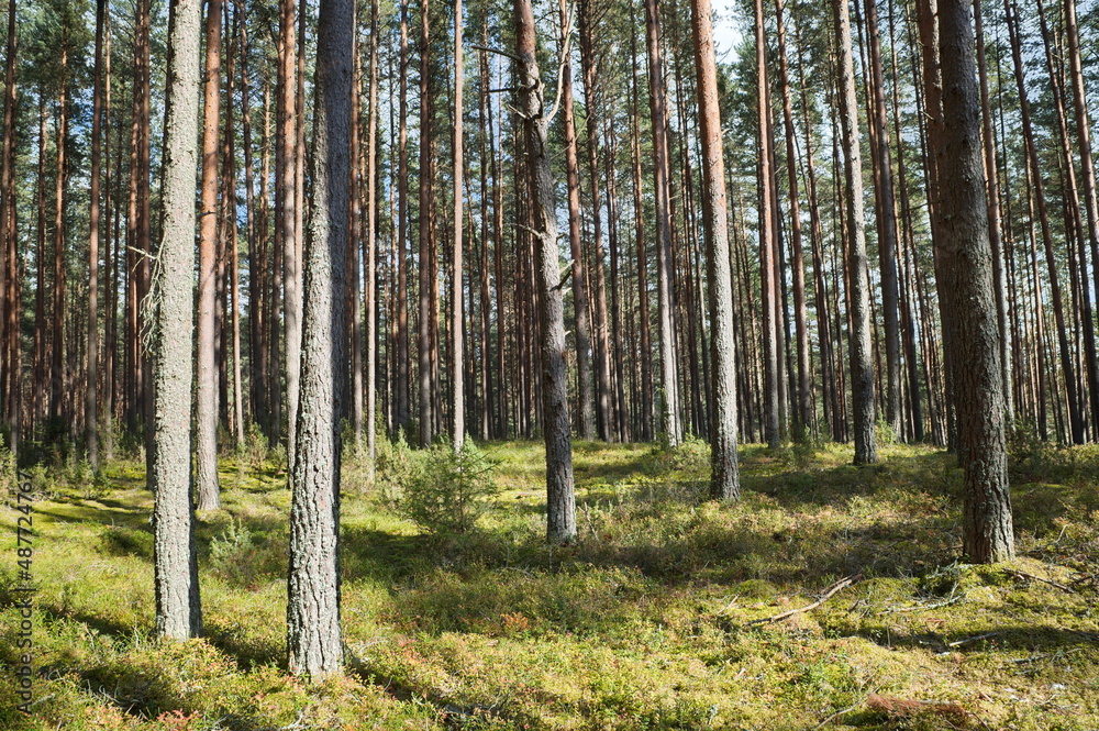 Obraz premium Pine forest in the Tver region on a sunny summer day