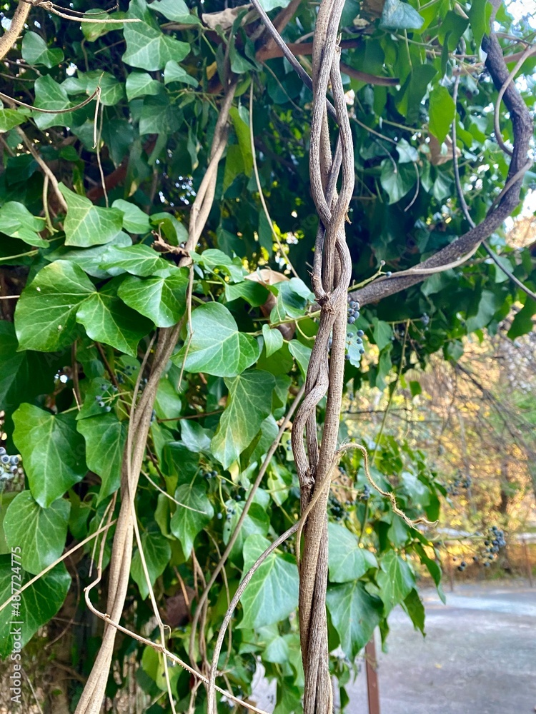 vine plant. Leaves and roots curl upwards