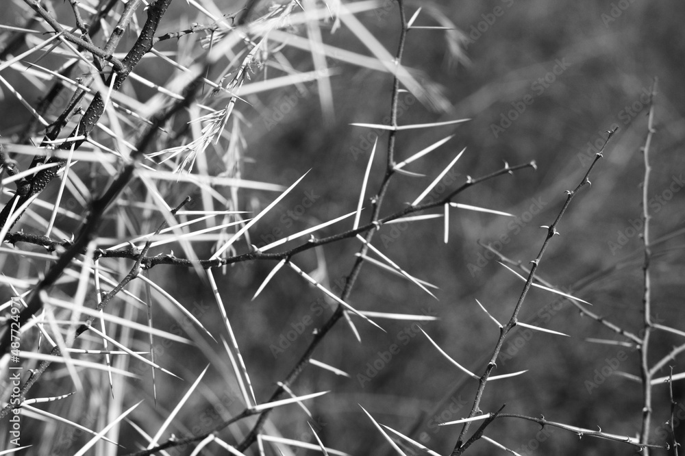 Thorn tree Thorn tree