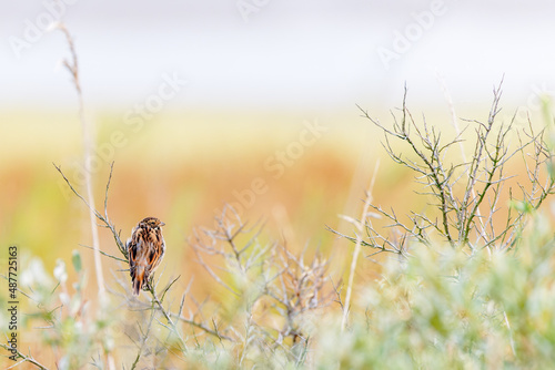 Common reed bunting (Emberiza schoeniclus) on Juist, East Frisian Islands, Germany.