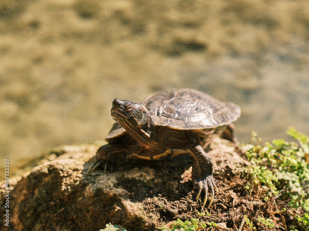Obraz premium cute turtle in a lake