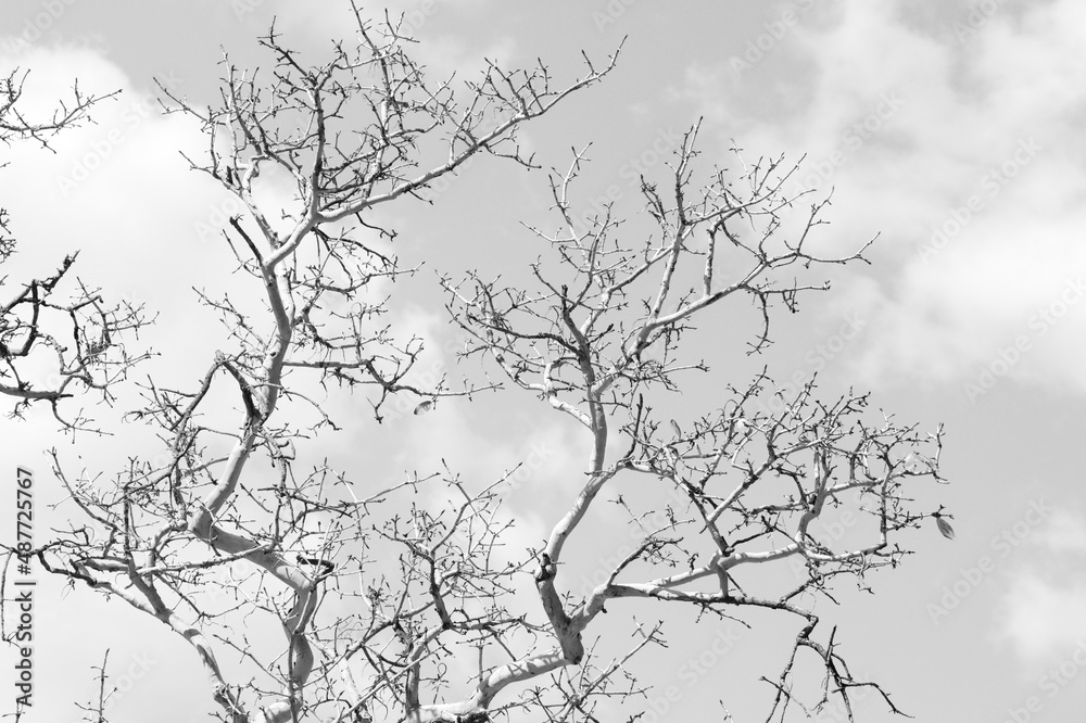 Obraz premium branches silhouette