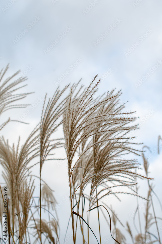 Obraz premium Pampas grass on the lake, reed layer, reed seeds. Golden reeds on the lake sway in the wind against the blue sky. Abstract natural background.