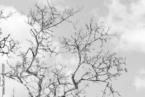 branches silhouette © Natalia
